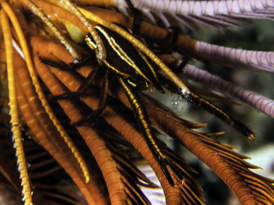 Allogalathea babai